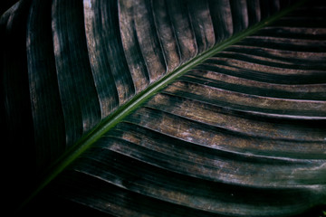 Poster - Leaf pattern for design background