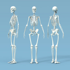 skeleton 