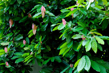 The big tree cacao in garden