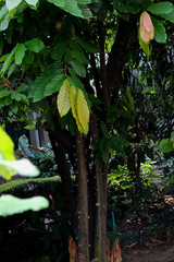 Sticker - The big tree cacao in garden