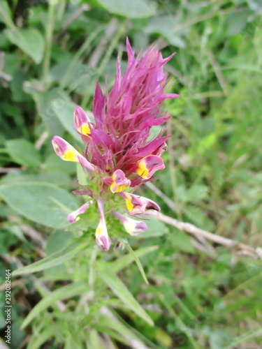 Plan Rapproche D Une Fleur En Epi De Melampyre Des Champs Dans La
