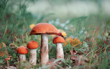 Orange-cap Boletus Mushrooms Is Growing In Autumn Forest Among Green Grass. Natural Vegetarian Food Ingredient From Woodland. Edible Mushrooms In Forest