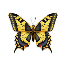 Illustration Of The Swallowtail Icon