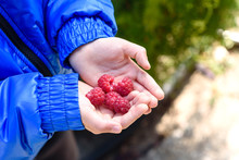 Raspberries In The Hand. Autumn Harvest Of Red Berries. A Child Holds A Large Raspberries In His Palm