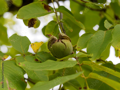 Juglans Regia Noix Mature Dans Sa Coque Fruit Du Noyer Dans Leur Enveloppe Ou Pericarpe Ouvert Transforme En Brou Eclate En Debut D Autome Buy This Stock Photo And Explore Similar
