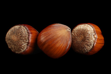 Hazelnut nut closeup on black