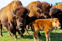 European Bison Herd And Young Calf (Bison Bonasus) In The Meadow. 
