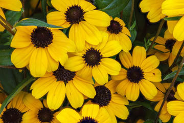 Wall Mural - Black Eyed Susans