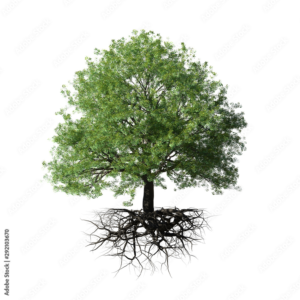 tree with roots, isolated on white background - obrazy, fototapety, plakaty 