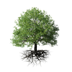 tree with roots, isolated on white background
