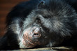© KikkiaJackson - Cute Female Chimpanzee Head Close Up  Lying Down