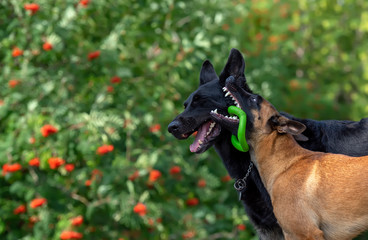 Young belgian shepherd malinois with green toy in his mouth greens evilly on the black german shepherd