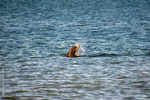 Fotomural bottlenose dolphin eating jellyfish in the ocean