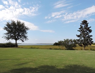 Wall Mural - tree on green field