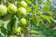 Green Ripe Apples in Orchard, Apple Trees 