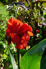 red flower in the botanic garden