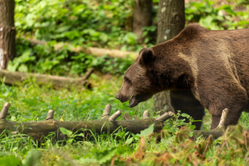 Sticker - The brown bear (Ursus arctos) in its natural environment natural scene from forest habitat