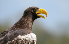 Close Up Of A Steller's Sea Eagle (Haliaeetus Pelagicus) 