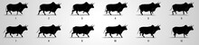 Bull Run Cycle Animation Sequence
