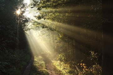 Wall Mural - Sun rays fall through the oaks into the autumn forest surrounded by morning fog