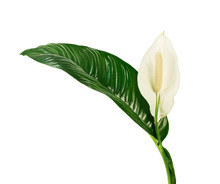 Spathiphyllum Or Peace Lily Flower And Leaf, Fresh White Flower With Green Foliage Isolated On White Background, With Clipping Path
