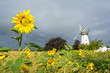 Sunflower field in front of historic windmill and looming dark clouds in Northern Germany