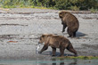Grizzlybären - zwei Geschwister beim Spielen mit Lachs - Durch das Überangebot an Fisch werden die Lachse von Jungbären oft zum Spielen genutzt und nicht gefressen