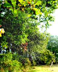 Wall Mural - Spider web in a tree