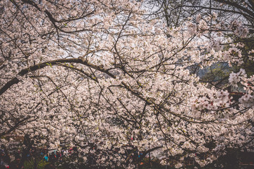  Sakura cherry blossoms blossoming at Prince Bay Park in Hangzhou, China