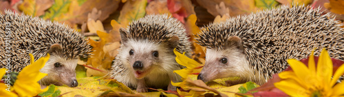 Fotografía Four-toed Hedgehog (African pygmy hedgehog) - Atelerix albiventris funny autumna