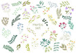 © Mespilia - Herb hand drawn elements