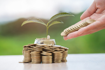 A tree in a glass bottle Placed surrounded by coins And with investors' hands going to put coins into a glass bottle Concept of investment risk prevention Real estate investment Business growth.