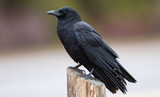 Fototapeta Zwierzęta - American Crow