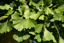 Traditional Medicine Gingko Leaves, Ginkgo Biloba Or Maidenhair Tree Leaves On A Tree In Late Summer In Germany