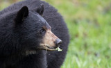 Fototapeta Zwierzęta - American black bear