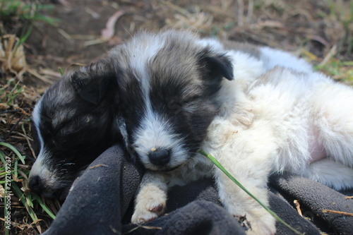 Close up of two cute white puppies with brown heads sleeping next to each other Poster Mural XXL