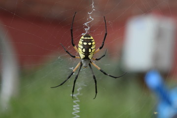 Garden Spider