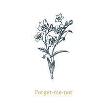 Forget Me Not Vector Illustration On White Background. Hand Drawn Sketch Of Myosotis Wild Flower In Engraving Style.