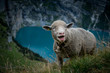 funny portrait of a sheep on the steep slopes high above Oeschinensee near Kandersteg