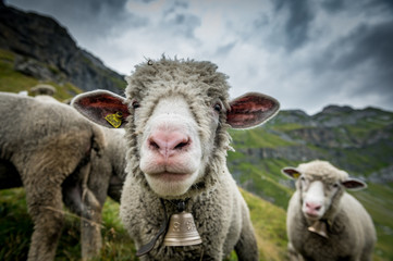 Wall Mural - funny portrait of a sheep high above Oeschinensee near Kandersteg