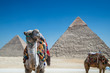 Camel tours near the ancient pyramids of Giza, Cairo, Egypt