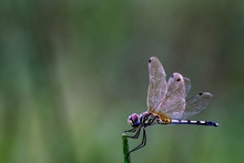 Beautiful Color Side Of Dragonfly Close Up Macro Small Insect Animal On Plant Long Tail Translucent Wings Wildlife In Summer Environment Nature Field Over Blur Green Background