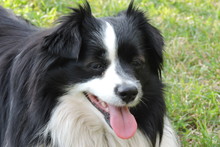 A Portrait Of A Black And White Half-breed Pomeranian With Its Tongue Hanging Out And Lying On The Grass