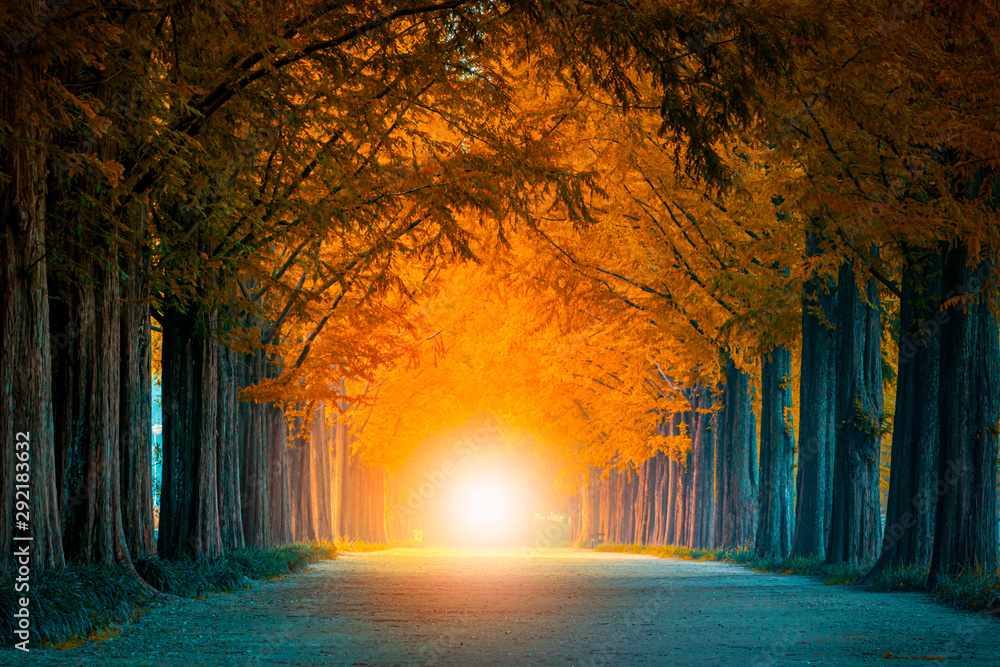 Light at the end of the tunnel of tree tunnel in autumn  and walkway in yellow tree tunnel  South Korea - obrazy, fototapety, plakaty 