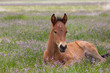 © natureguy - Cute Wild Horse Foal in Utah in Spring