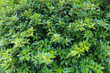 Wall Mural - patterned of green leaves.