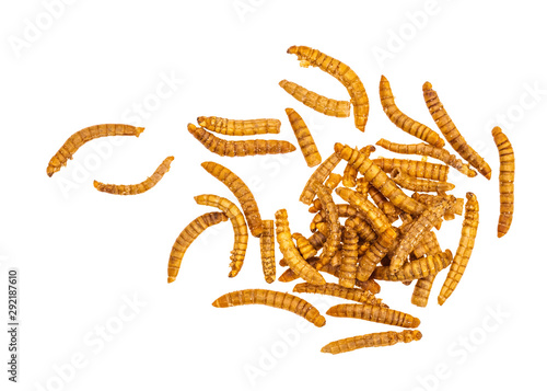 Cuadros en Lienzo Dried mealworms, larvae of Tenebrio molitor