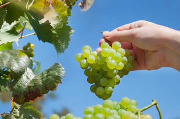 Wall Mural - Female beautiful hand holds a ripe bunch of white grapes. Harvesting in the vineyard.