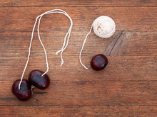Conkers. Fruit Of The Horse Chestnut Tree, Aesculus Hippocastanum. With String For Traditional Game.