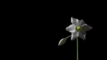 Flor Branca E Botão De Lírio-do-amazonas Com Espaço Para Texto Em Fundo Preto